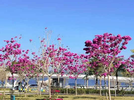 मध्यम आकारको फूल फुल्ने रूखहरू