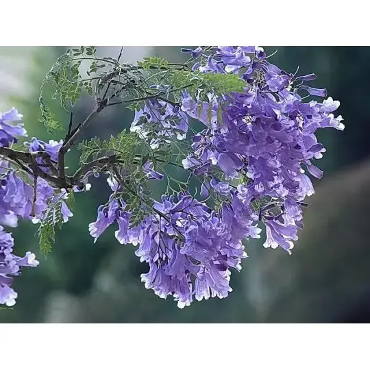 Jacaranda रूखले कसरी अचम्मको परिदृश्य र दीर्घकालीन सुन्दरता सिर्जना गर्छ?