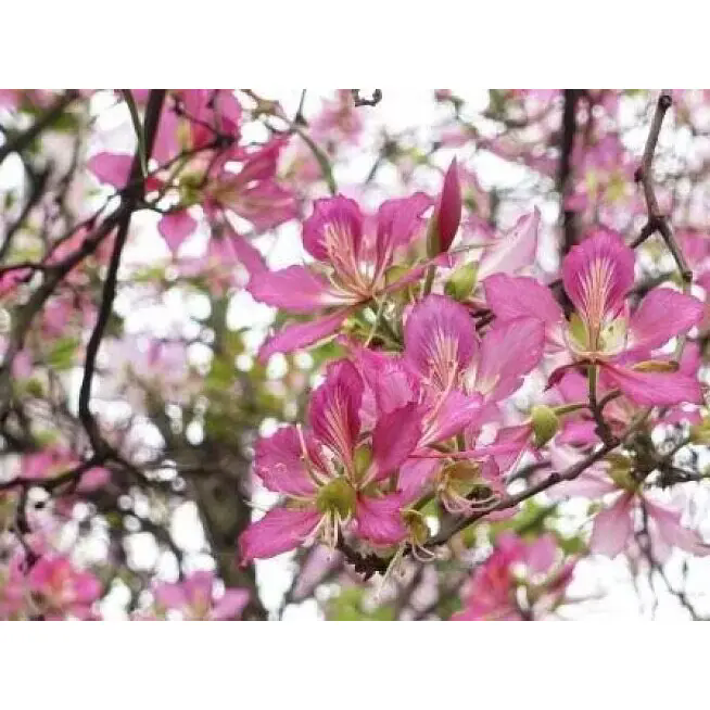 कसरी गुलाबी आर्किड रूखले स्थायी सौन्दर्यको साथ भित्री र बाहिरी ठाउँहरू परिवर्तन गर्न सक्छ?