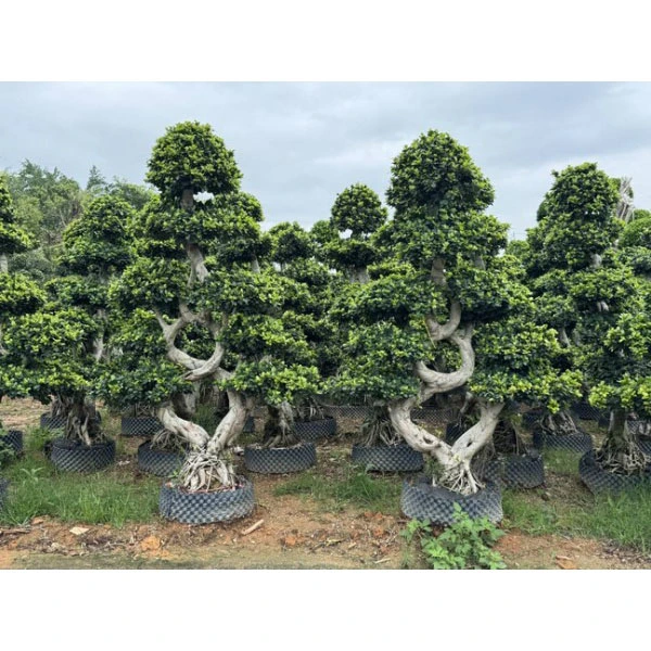 Ficus Microcarpa स्ट्रीट रूखहरू