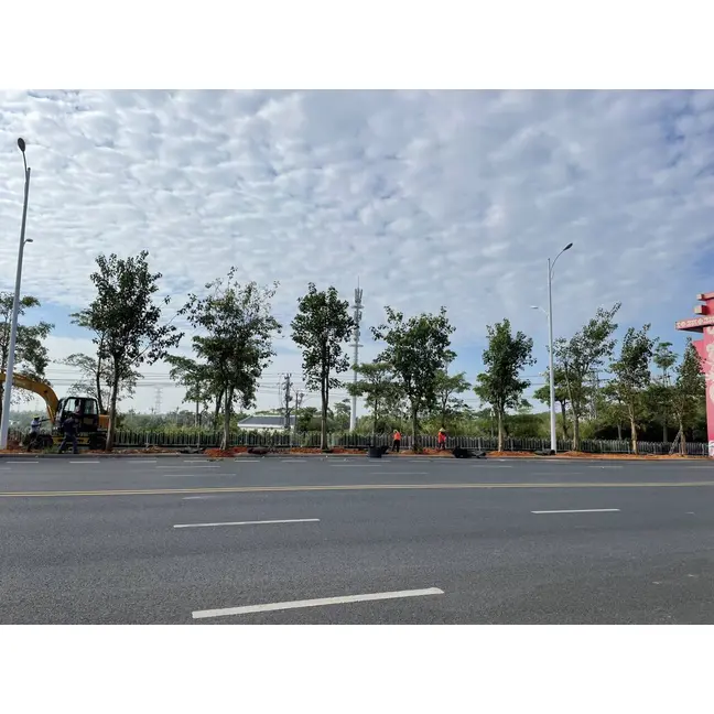 Ficus religiosa Liners Ficus religiosa Liners