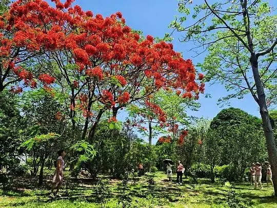 Royal Poinciana Liners