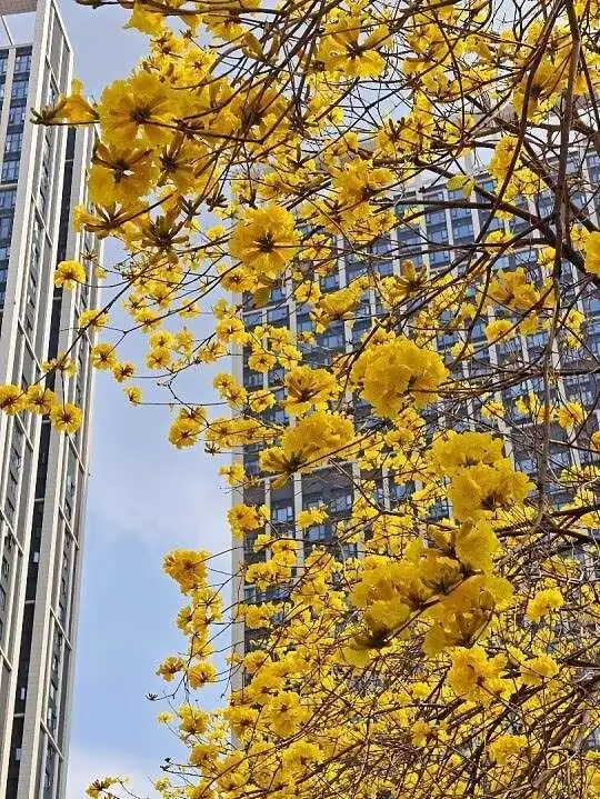 Golden Trumpet Street Trees