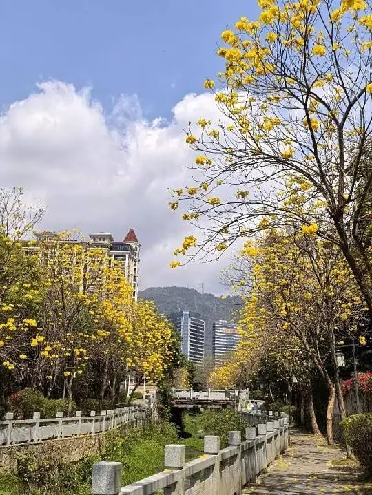 Golden Trumpet Street Trees