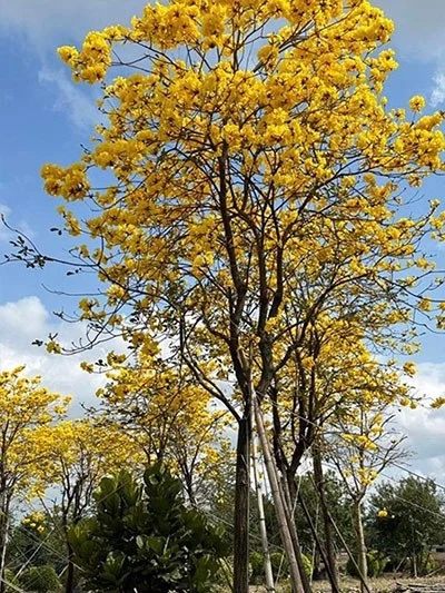 Golden Trumpet Street Trees