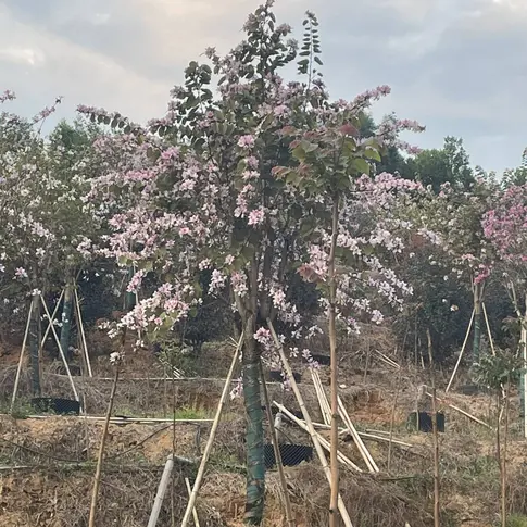 Pink Orchid Street Trees