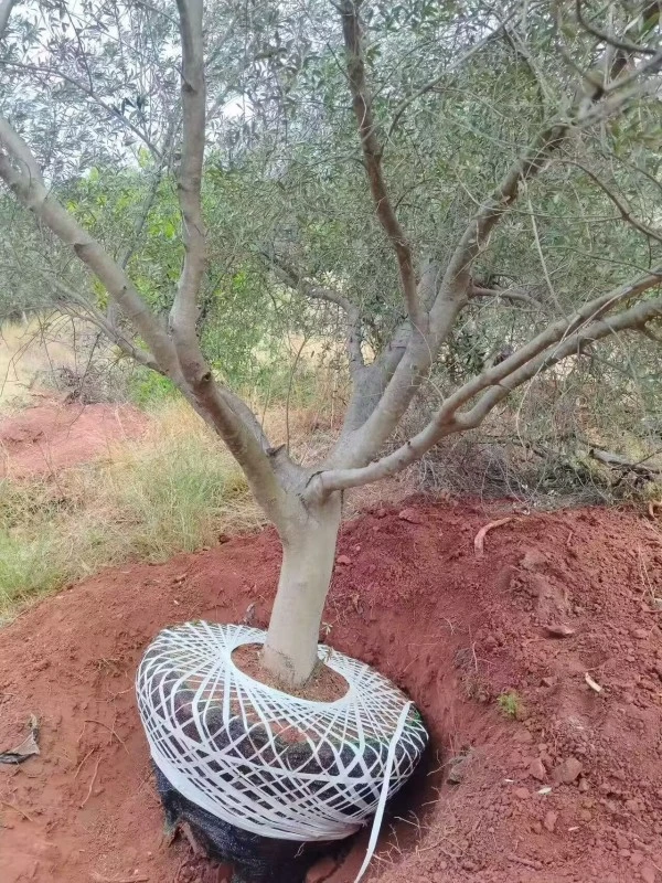Potted Olive Tree
