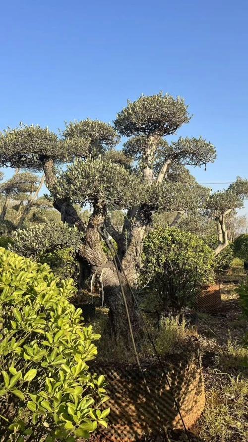 Potted Olive Tree