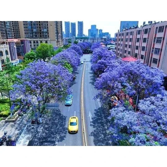 Jacaranda बोन्साई रूख