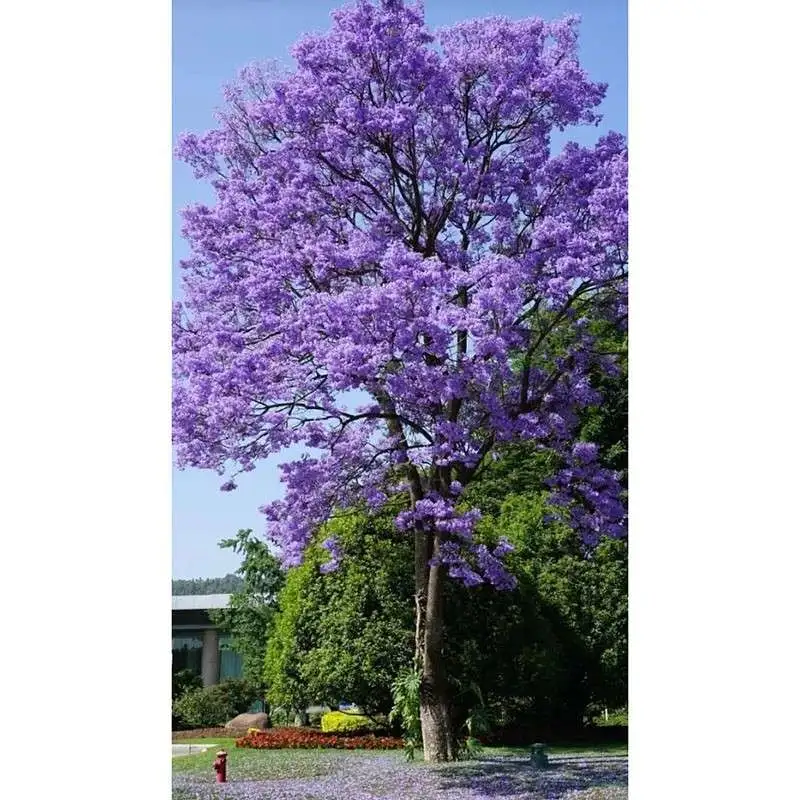 Jacaranda स्ट्रीट रूखहरू