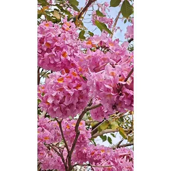 Purple Trumpet Tree Bonsai