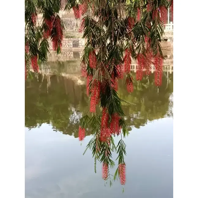 रोइरहेको बोतलब्रश स्ट्रीट रूखहरू